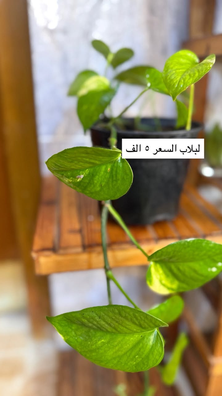 نباتات بيت للبيع 🌿🪴 الاسعار مكتوبة 

موجود توصيل داخل كركوك


**إذا كنت صاحب هذا الإعلان وتريد حذفه لأي سبب، رجاءا أرسل رسالة إلى الدعم الفني**
