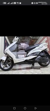 سكنس فحل • ياباني • مكفوله