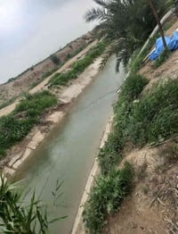 دوانم طابو زراعي • الشيخ عامر • طابو الفلوجه