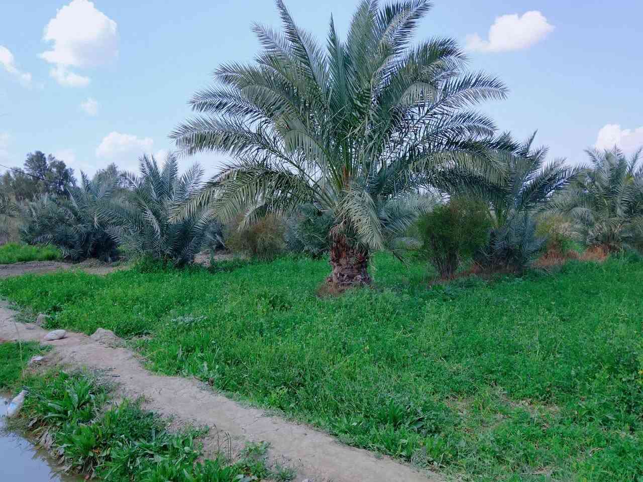 السلام عليكم ارض زراعيه للبيع خمس دوانم مع ثلاث بيوت  ارض مزروعة جت بيهه60 نخله مثمرة مع حمضيات 40 ماء متوفر قريبه للشارع قريبه منهه مدرسه مع مستوصف المكان واسط كوت بسروكيه/***********💁***********)(بسب الوعود الكاذبه إعادة )
