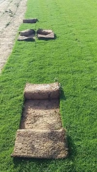 ثيل طبيعي • ديالى