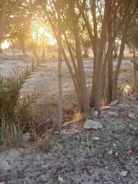 بستان • ٦ دونم • نخيل وسدر