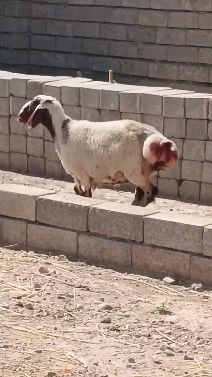 سلام عليكم اخوان نعجه للبيع شرط النصاحه
نصاحه 3ايام نعجه حانيه سن وشطر الاستفسار
 .
  ***********.  //   ***********
