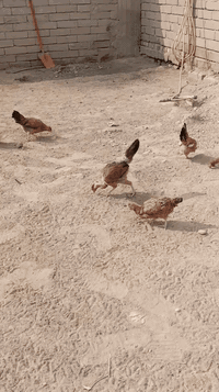 دجاجات امهات بياض • صاحيات • قضاء الهوير