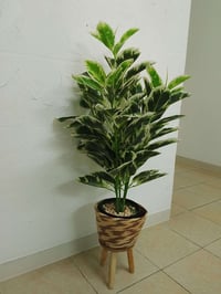 ديكور • حديقة
