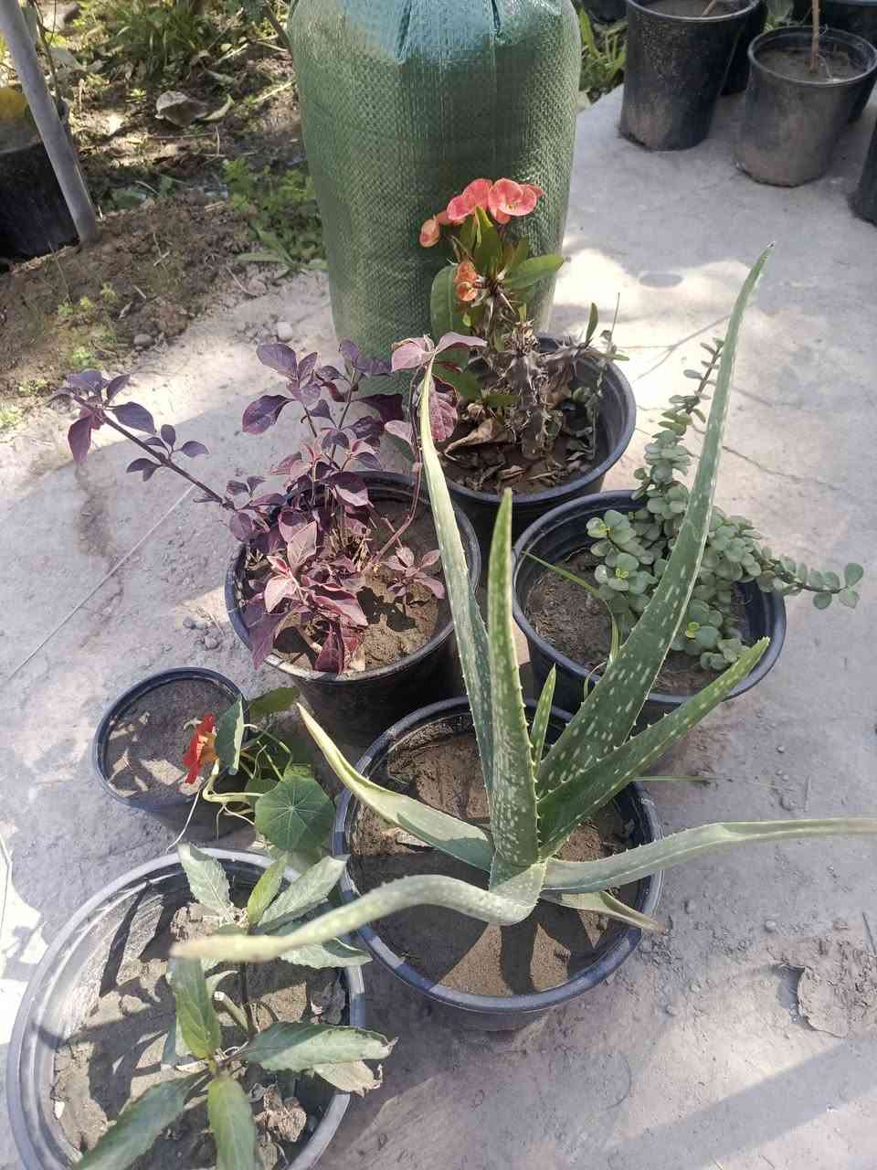 عرض لمدة اسبوع والتوصيل مجاني (المسيب____كربلاء____حله_)
6 شتلات متنوعه + كونية سماد حيواني) بسعر 15 الف


**إذا كنت صاحب هذا الإعلان وتريد حذفه لأي سبب، رجاءا أرسل رسالة إلى الدعم الفني**