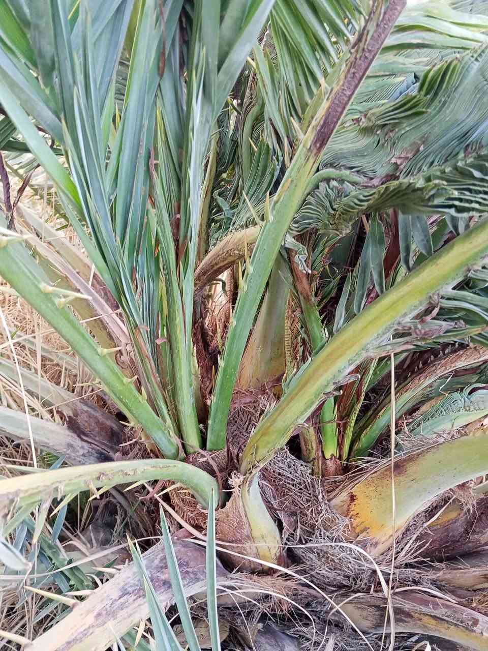 يوجد فسائل نخيل نوع شويثي، درجة أولى للبيع.
العنوان الرفاعي***********
