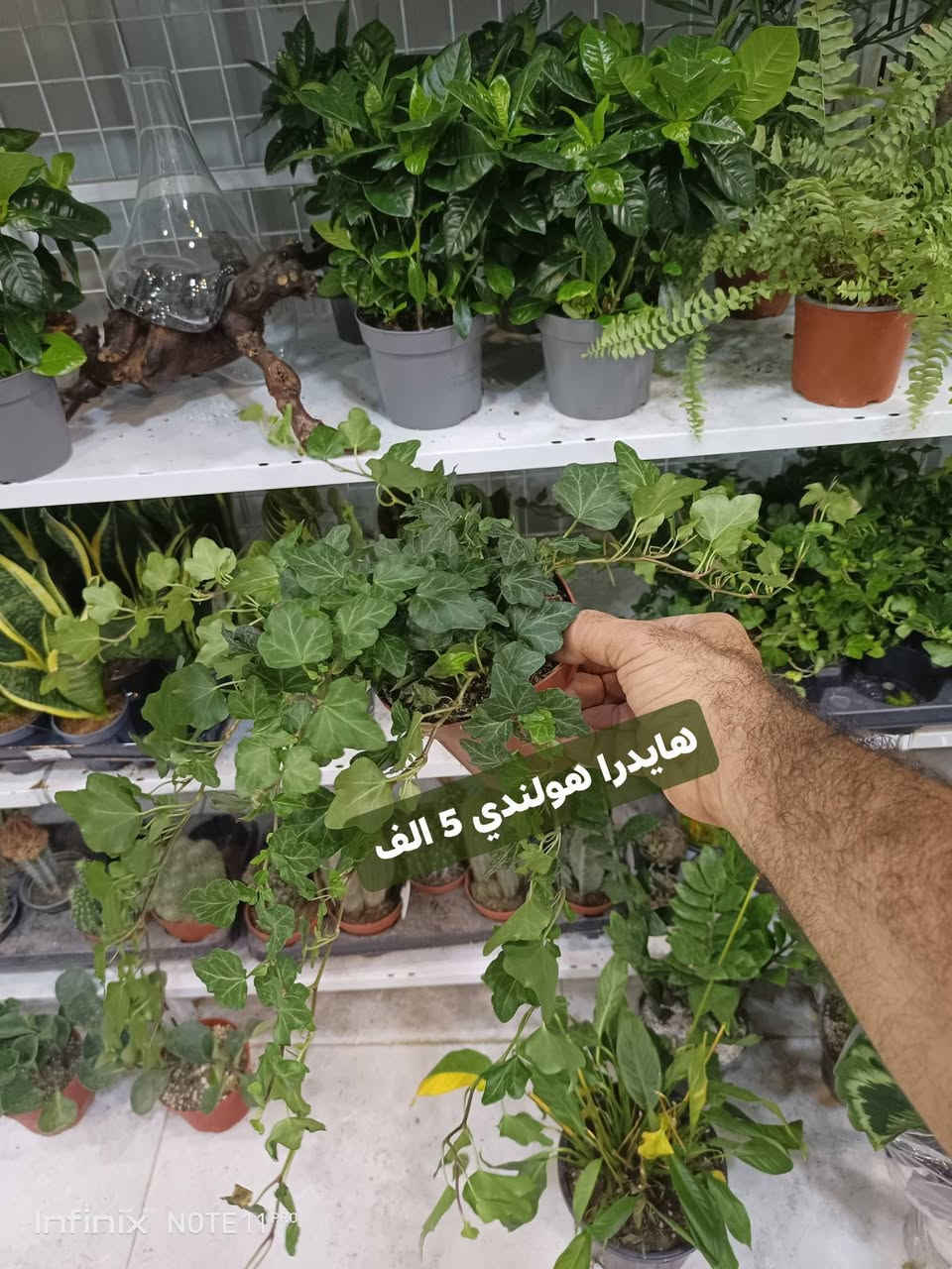 وجبة جديده من نباتات ضلية...الانبار الرمادي العزيزية مكان الجديد...من جهة شارع العام خلف مجمع برج المسك شارع ميسلون  اول فرع على اليمين *********** ... يوجد توصيل داخل الرمادي...
