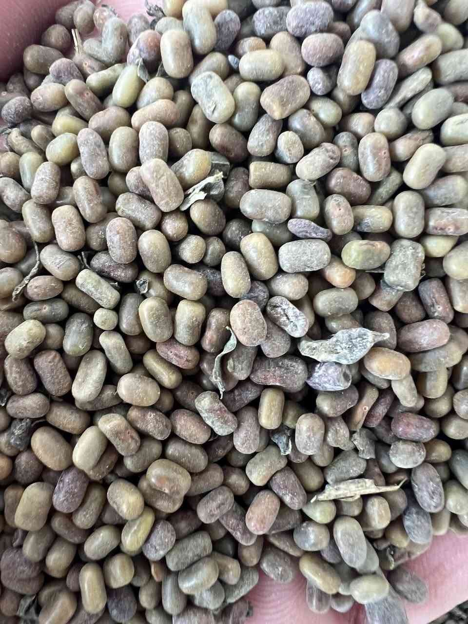 #يتوفر_بذور_سيسبان_درجه_اولى

باسعار مناسبه جدا 

جمله _مفرد 

المكان : ذي قار _ الفجر _ مقابيل اسواق نصير خشان 

للاستفسار 

***********
