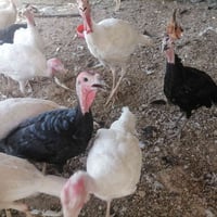 فسفسات فراريج • فراريج للبيع • فراخ دجاج • صيصان للبيع • دواجن • فراخ ...