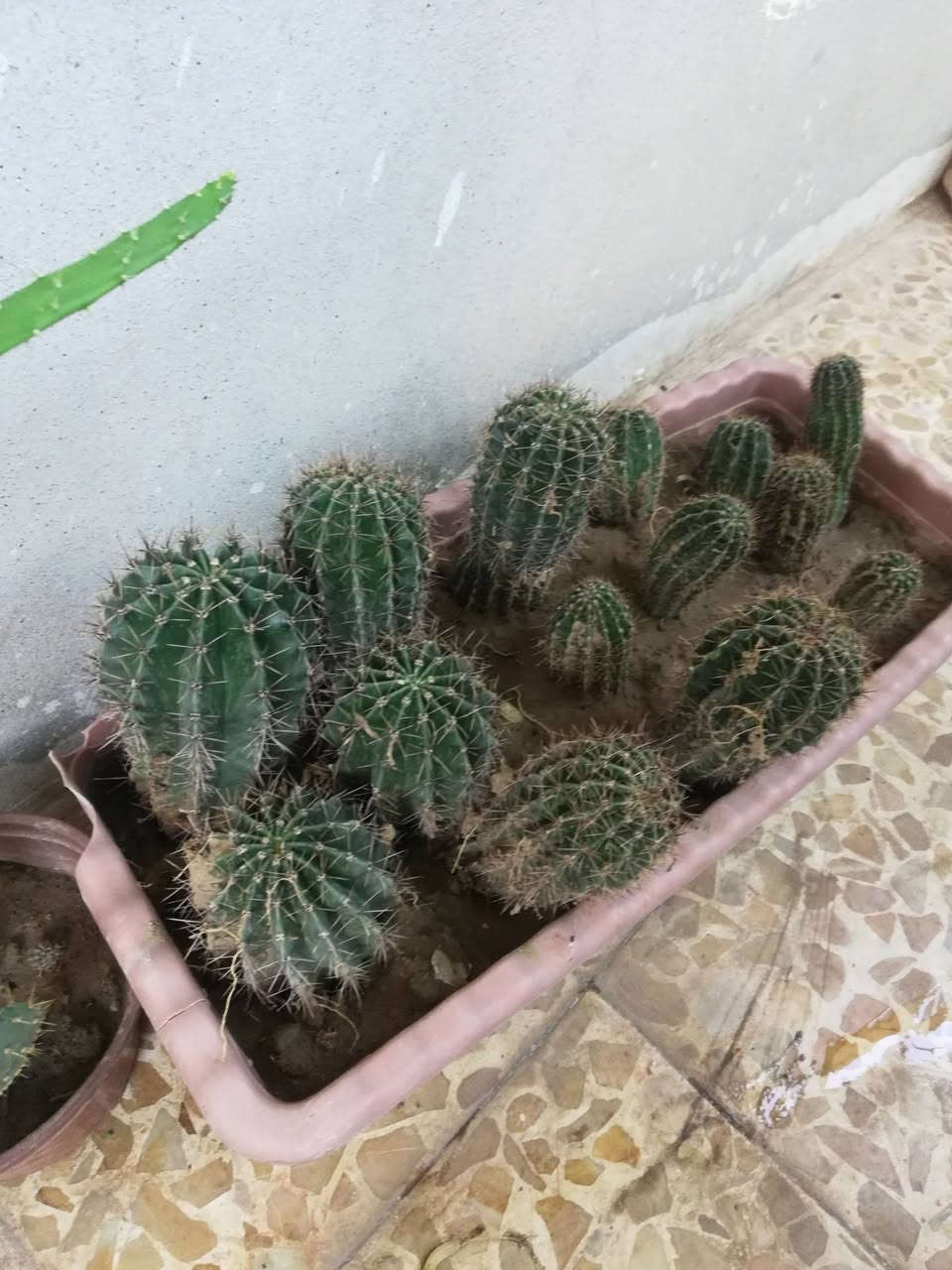 عندي هذا الصبار شرط الوحده بلمشتل اقل شي ب5. عدد 14وحده مثل ماواضح وسنادين الحجم 70 سنتي.. شلع ب50 قفل اقل ماابيع شراي اتصل
***********
*********** قرب مستشفى السلام
