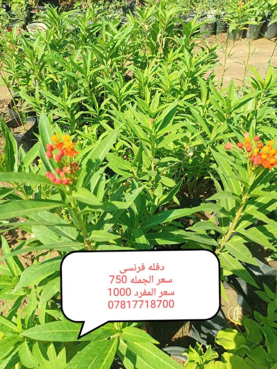 مشتل الجمعيه
على بركه الله توفرت مجموعه من النباتات الخارجية جمله ومفرد 
الدجيل الجمعيه خلف الدفاع المدني 
للاستفسار والحجز مازنجر واتساب ***********
