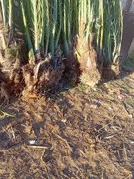 موجود كافه النخل بأسعار تنافسيه***********
