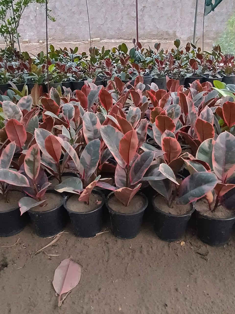 عرض خاص لأصحاب مشاتل الجملة 
يتوفر لدينا  مطاط مال تحويل  أنتاج عراقي 🇮🇶
✅️سعر 1250 ألف وربع  جملة فقط
للاستفسار اتصال على الرقم 
📞***********
📍العنوان // بغداد _ الكريعات 
#مشاتل #مطاط #زراعة #بغداد 
#مشتل_حجي_لؤي

