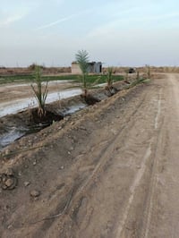 خاجيه • ١٠٠٠م • سند ٢٥