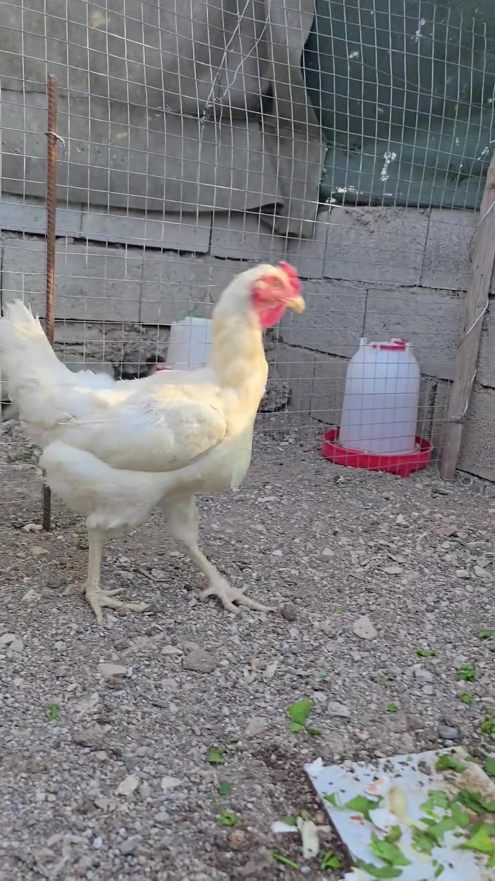 بە ناوی خوای گەورە
بەهۆی بێ وەعدی مشتەریەوە دووبارە پۆستی ئەکەمەوە

مریشکێکی سپی سادەی هەزار پۆپنە و چوار باڕ و باڕۆکەی کوردی هەزار پۆپنە بۆ فرۆشتن.

مریشکەکە حەجم گەورەیە، هێلکە ئەکات، تەمەنی ساڵێکە.

باڕ وباڕۆکەکان تەمەنیان سێ مانگ ونیوە و باڕۆکەیەکیان گوپنە.

لوقاحیان بۆ کراوە، بەشەرتی پاك و بێ نەخۆشی ئەیان فرۆشم شتی بازاڕ نین

مریشکەکە سعری ۲٥ هەزارە

باڕ و باڕۆکەکان هەر چواریان ٤٥ هەزار

لە سلێمانیم

هەرکەس مشتەریە نامە بنێرێت.

@highlight


**إذا كنت صاحب هذا الإعلان وتريد حذفه لأي سبب، رجاءا أرسل رسالة إلى الدعم الفني**