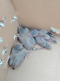 بلابل • لعبة بلابل • بلابل للبيع • بلابل اطفال
