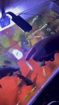 احواض • قياس ١م و٤٠سم • تكريت القادسيه