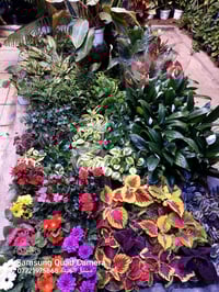 مشتل الجميلة • مستلزمات حديقة