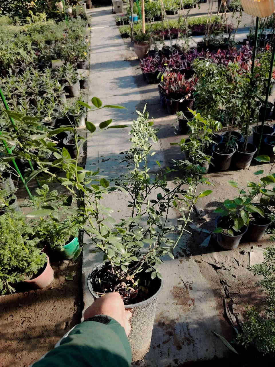 🎄🎄#عروض_رأس_السنة 🎄🎄
🎉🎄🎉🎄🎉🎄🎉🎄🎉🎄🎉
#تحطيم_الاسعار 💥
نسرين متسلق
السعر القديم ٤٠٠٠ دينار ❌
#خصم 👇
السعر الجديد كل ثنين بـ ٥٠٠٠ دينار فقط 😍✅
(ألوان غير معروفه)

للطلب و إلاستفسار الاتصال على الرقم التالي *********** ☎️
يوجد خدمة توصيل داخل الكوت فقط 🚕
ملاحظة 👇
العرض ساري  إلى 1/2 2026 ✅
