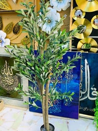 زيتون • جذع ثلاثي • ١٥٠سم