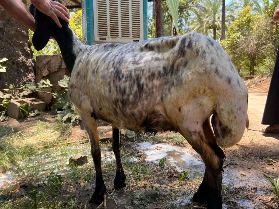 نعجه للبيع نعجه ناصحه فول خير من الله والده ٣بطون السعر ٣٧٥وبيها مجال بسيط للشراي العنوان التاجي منطقة الشيخ حمد قرب جامع ال البيت *********** يتوفر واتساب
