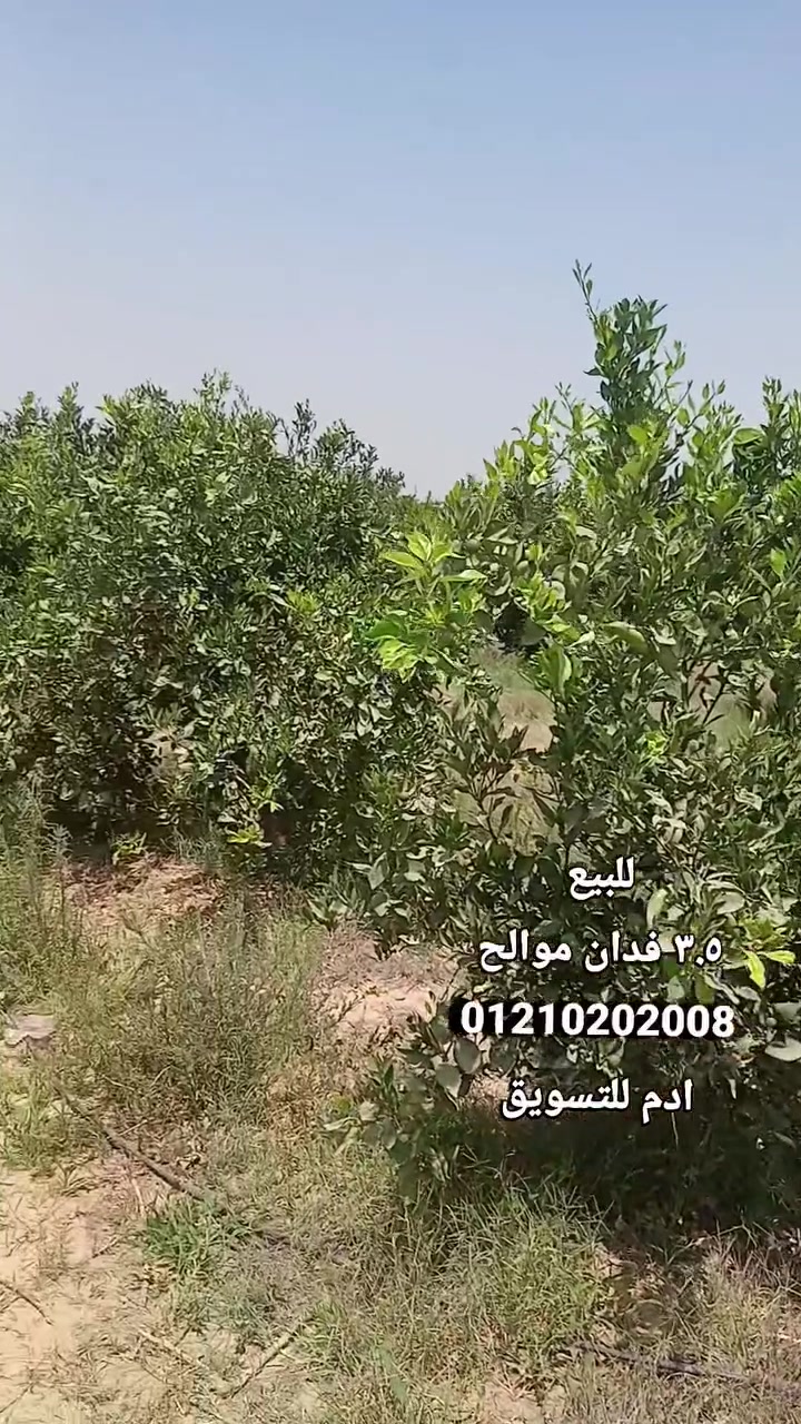 ابعت تم او واتس نبعتلك كل التفاصيل 
للبيع ٣.٥ فدان موالح مصنع السكر 
01210202008 واتس/فون Yehya Elmisidy #اراضي_زراعيه


**إذا كنت صاحب هذا الإعلان وتريد حذفه لأي سبب، رجاءا أرسل رسالة إلى الدعم الفني**