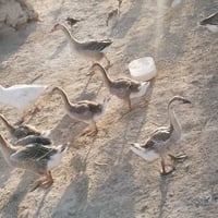 بطوط • ١٢ بطه • تواصل خاص