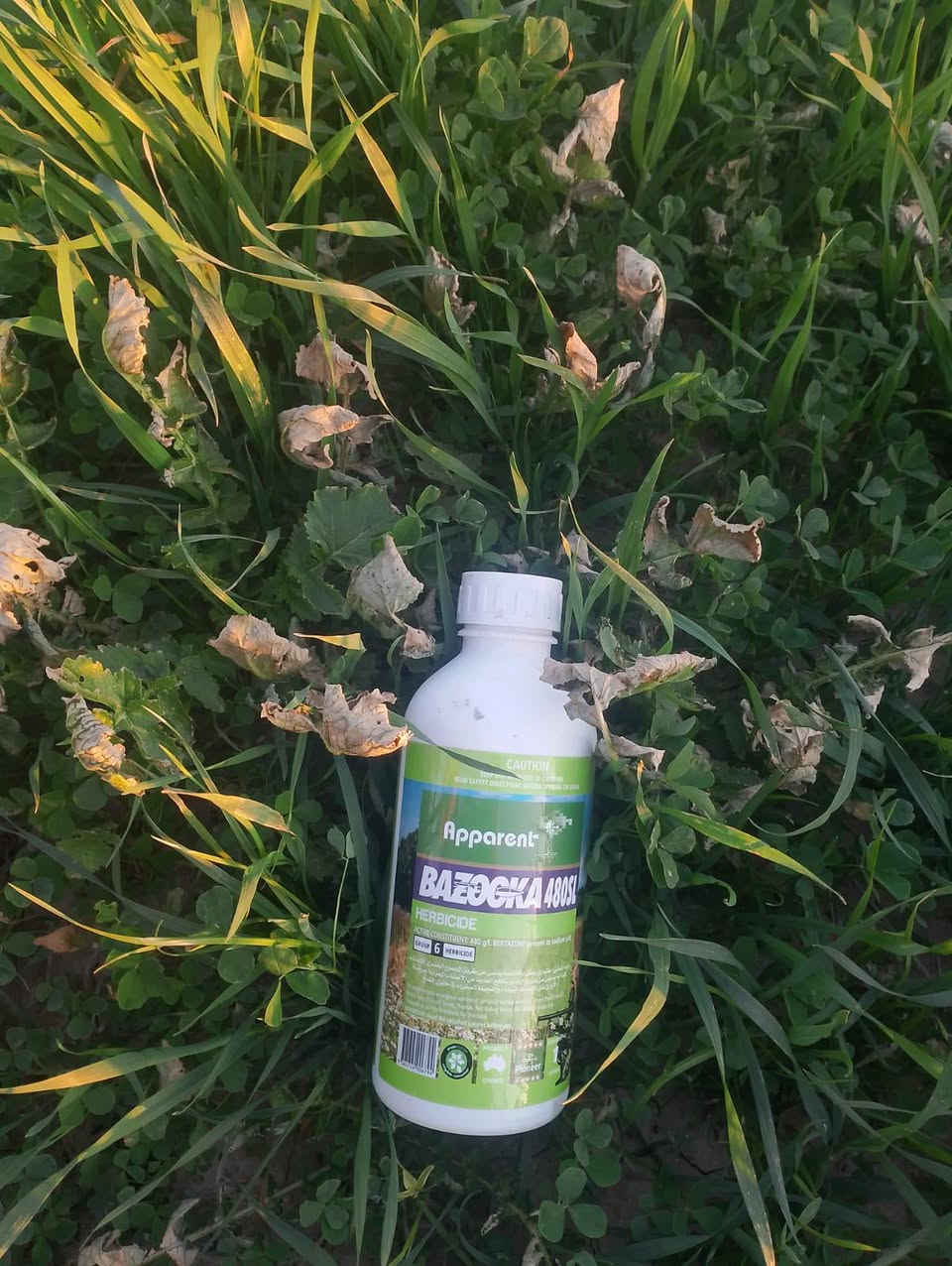 مبيد بازوكا للقضاء على الوردة البيضاء في حقول الحنطة مبيد فعال جدا وهذه نتائجه للحجز والاستفسار راسل الصفحه او اتصل على الرقم التالي *********** 
***********
