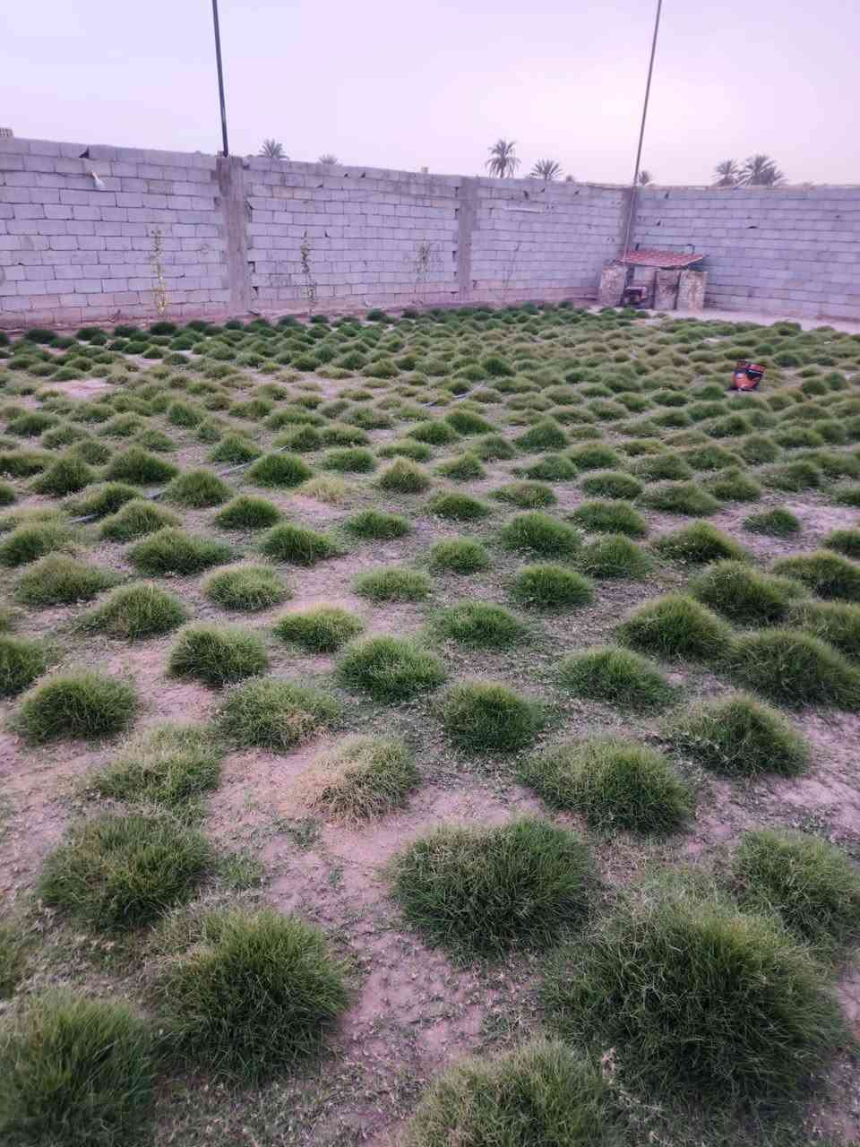 سلام عليكم 
قطعة أرض للبيع المساحه 1150 متر سند 25 زراعي
في منطقه (شيشبار الخكاره)  اساله ماء تبتعد عنها 70 متر ،  
القطعه جاهزه من ناحية السياج الخارجي وأساس البيت وحديقة (گما موضح في الصور) ،
توجد بالقرب منها مدارس..***********
