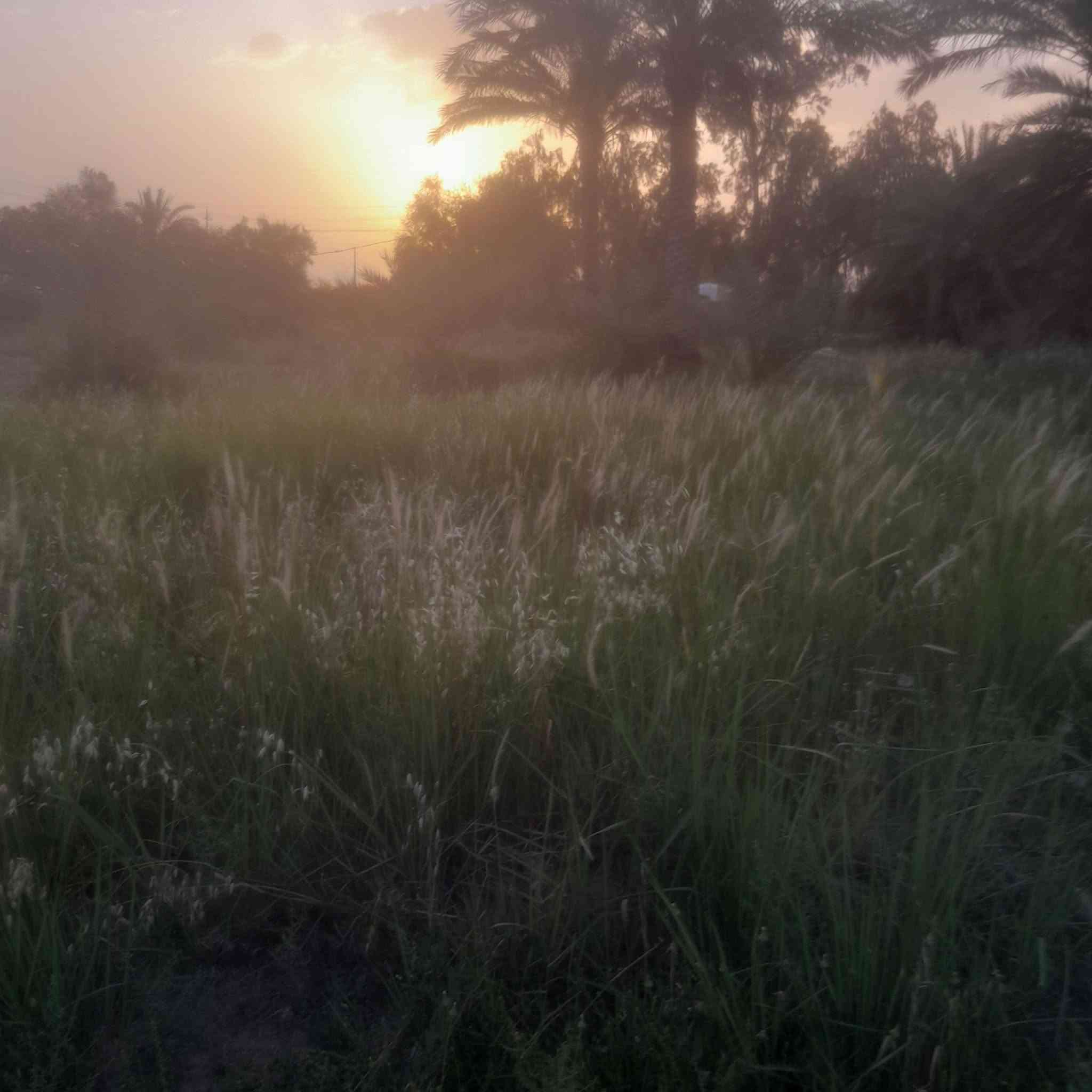 السلام عليكم ارض زراعيه للبيع عقد ١١٧ المساحه ٢دونم تصلح للزراعه والسكن خدمات ماء كهرباء تبليط مقابيل مشروع الوحده للاستفسار ***********
