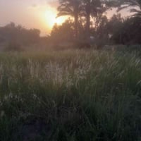 ارض زراعيه للبيع عقد ١١٧ المساحه ٢دونم تصلح للزراعه والسكن خدمات ماء ك...