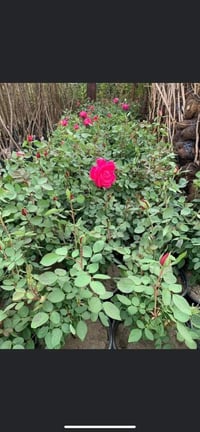 جوري سلطاني • مشتل شهيد العتبي • العزيزيه واسط