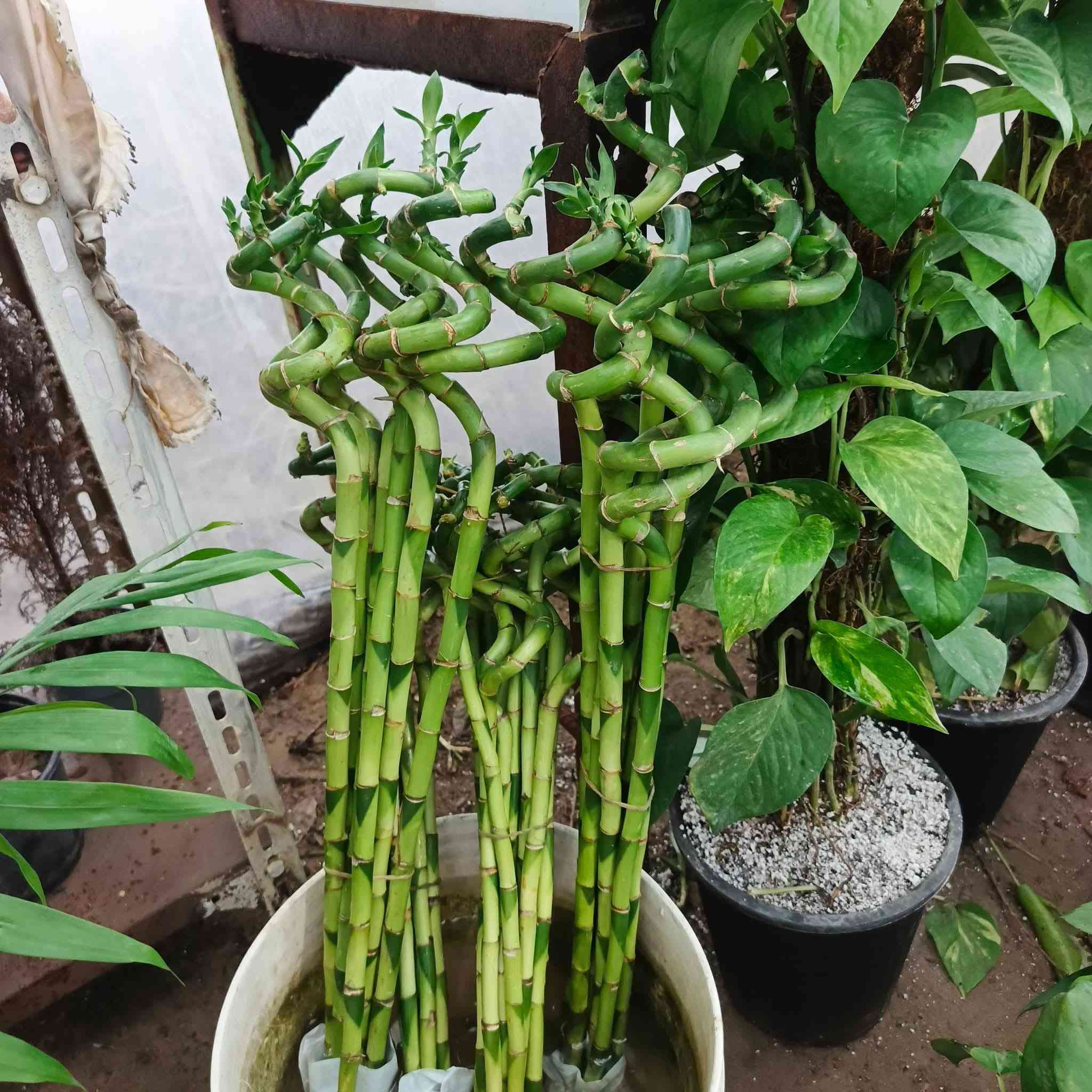 ﷼ اللهم  صلي على محمد وآل محمد
🪴 
عروضنه اليوم داخل مشتل النورين 🎋🪴🎍
🌴🍂
توفر كافة أنواع الحمضيات 🌿🍋🍊🍇
🍇🪴
وكذالك أنواع الورود الداخليه والخارجيه
🎋💐
ورد الجهنمي المتسلق  والشجري بئلوان مختلفه 🌹🌸💐
🌴🌿☘️🍂
 عنوانه #شارع_الغطاس_خلف_المجمع_السوري 🤍

 
 يتوفر توصيل داخل صويرة فقط 🚖🚘
 لطلب والاستفسار 
 ***********📞
***********📞
