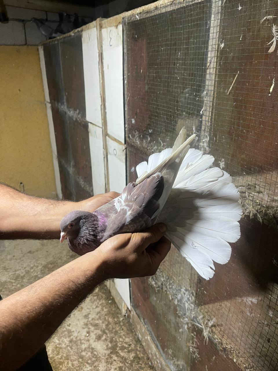 حمام مشروط وخوش حمام تصوير مطياره  موجود  انه بخدمة الشراي الحمام كله خوش حمام وصحه جيده مكاني البصره ابو الخصيب  اكو توصيل جميع المحافظات ***********
