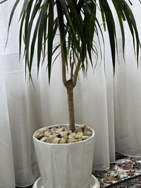 للبيع • السليمانية • ديكور حديقة