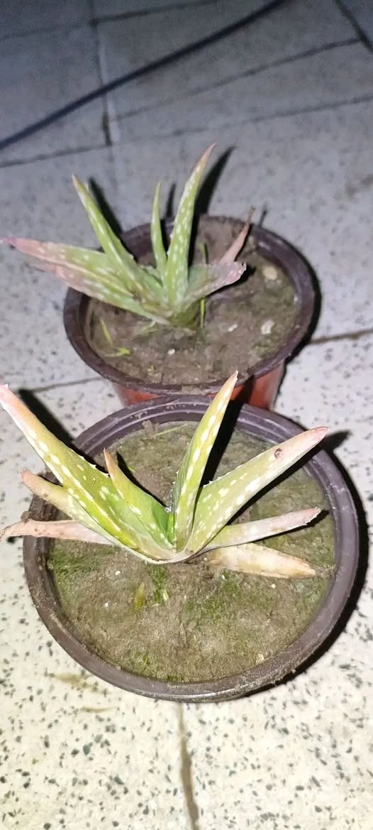 منثور عطري طاقي فقط ١٠٠٠ دينار
الصالون ٣٠٠٠
باقي النباتات ١٥٠٠
توصيل فقط لاغلب احياء الموصل 
للطلب يرجى مراسلة الصفحة


**إذا كنت صاحب هذا الإعلان وتريد حذفه لأي سبب، رجاءا أرسل رسالة إلى الدعم الفني**