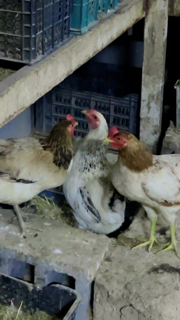 السلام عليكم حبايب عندي بيض للبيع مال هذا الحلال شراي يتصل ع هذا رقم ***********🐣🐔🐓
