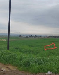 بالقوسيات • ١٠٠م • سند زراعي