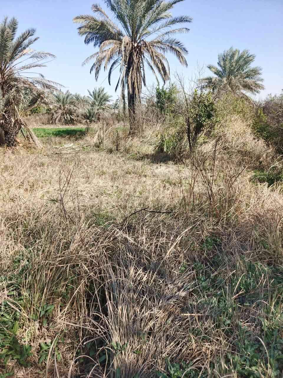 سلام عليكم للبيع ٤٠٠ متر سند ٢٥ تحويل مباشر بسم المشتري بغداد الراشدية قرية العراكنة تبعد عن تبليط ٥٠٠ متر كهرباء ماء سقي ماء اساله تصلح سكن او مزرعة السعر ٢٨ وبي مجال للشراي ***********

