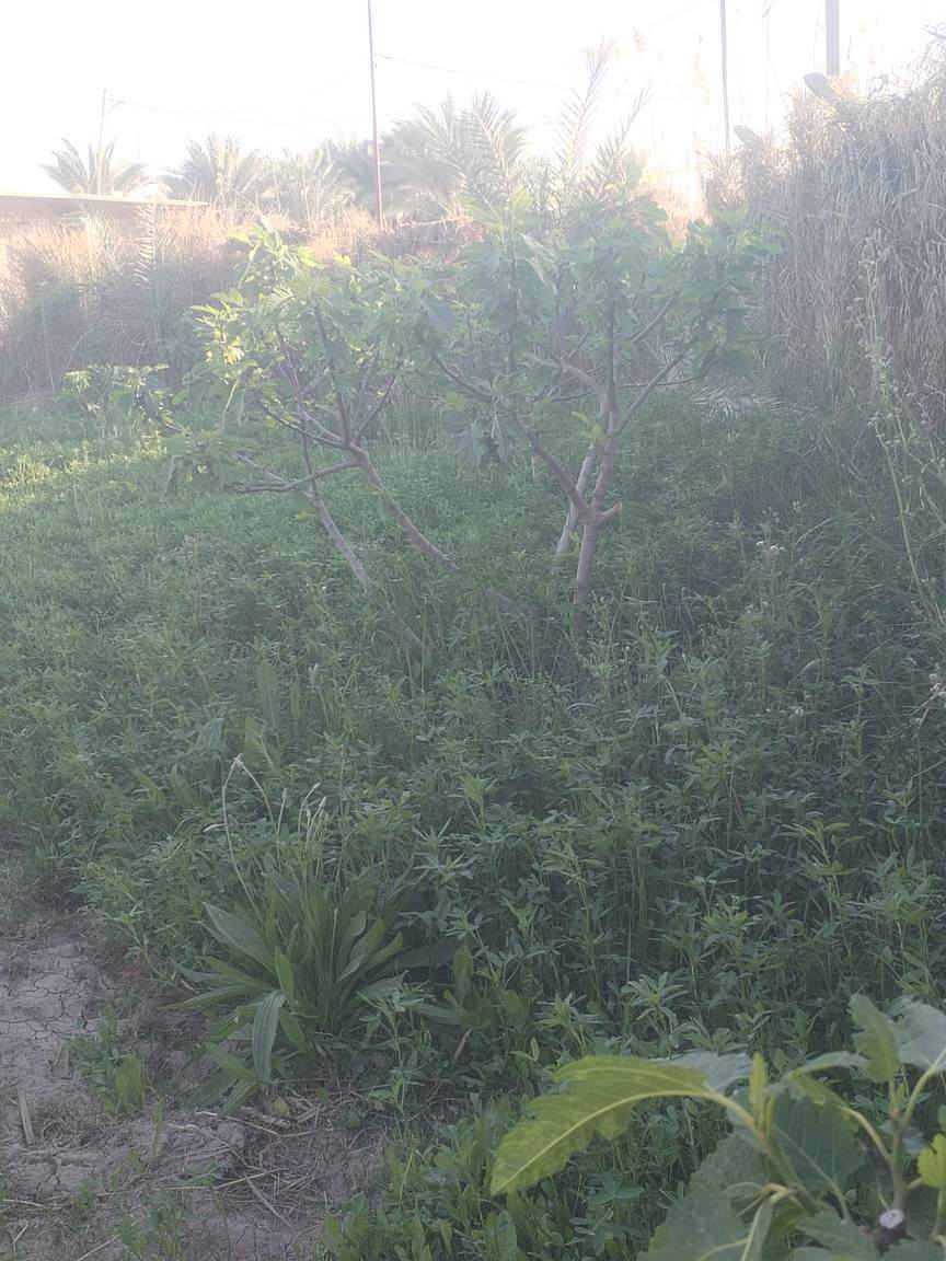 دونم يبعد عن الشارع العام 150م على طريق السنية جهته الزوار خدمات كامله طابو زرعي  سند 25 للاستفسار *********** ديوانية, القادسية
