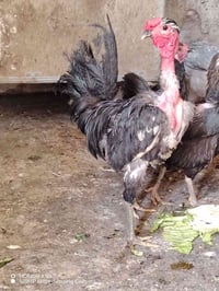 ديك • ديك أبو ركبة • ديك للبيع • طيور للبيع