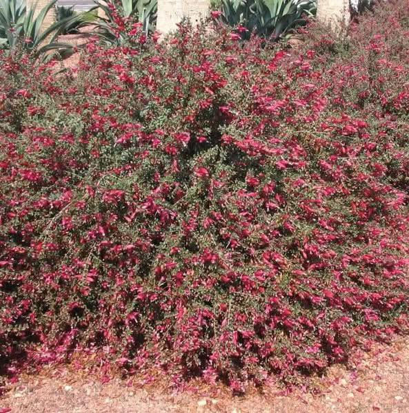 مشتل بيروميا  🌿
توفرت شتلات الفوشيا الأسترالية 🌺🔥
Eremophila decipiens
💰 السعر: 10 آلاف
📏 الارتفاع: من 70 إلى 85 سم تقريباً
🚚 التوصيل: متوفر لجميع محافظات العراق

✨ المواصفات:
✔ أزهار أنبوبية مذهلة بألوان متدرجة بين الأصفر والبرتقالي والأحمر 🔥
✔ شجيرة دائمة الخضرة وكثيفة النمو
✔ تتحمل الحرارة والجفاف بشكل ممتاز
✔ تتحمل الصقيع الخفيف
✔ تزهر بالصيف بشكل غزير وجذاب
✔ مناسبة للحدائق المنزلية والأصص والتنسيق الخارجي

🌱 الفوائد:
من أقوى النباتات المتحملة للظروف القاسية، سريعة النمو، قليلة الصيانة، وتجذب النحل والطيور النافعة. تعتبر بديل ممتاز وأكثر جمالاً من نباتات التحديد التقليدية مثل حارس تكساس.

📞 للطلب والاستفسار: ***********
🔥 نبات فاخر… تزهير ناري… وجمال يميز حديقتك.
