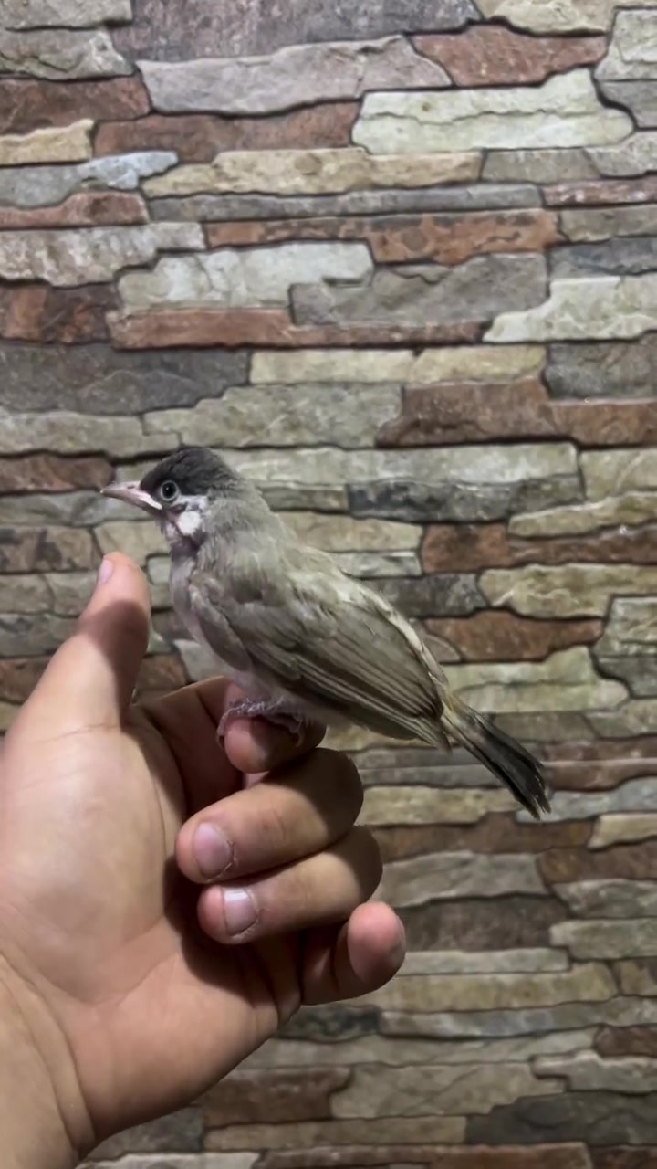 متوفر  بلابل اليفة ربه اليفات طينه 
زوج خمسين بغداد الامين 
***********
