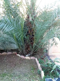 فسايل • خضراوي • رطب