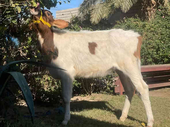 السلام عليكم حوليه هولنديه  شرط رقم واحد
السعر بلاش البلاش 750وبيها مجال
اچل وشرب شرط واچل فول فول
 المكان صلاح الدين الشرقاط الخضرانيه
***********
