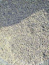 حب باميه للبيع رقم واحد شرط محياش خير من الله 07768925093