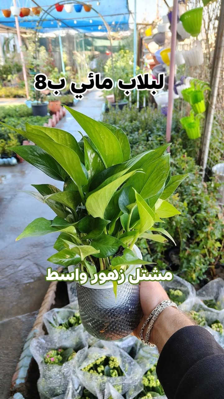 نباتات مائيه توفرت بجميع الانواع يفتح المشتل طيله ايام الاسبوع من الساعه 8:00 صباحا والى الساعه 7:00 ليلآآآ
#مشتل_زهور_واسط العنوان كوت فلكه الحاوي شارع مجمع دمشق الطبي مقابل ابتدائية الكوت للتعليم الأساسي #يوجد_توصيل_داخل_الكوت
*********** لطلب والاستفسار واتساب  او مراسله الصفحه الشخصيه بلال الواسطي🌹😊
