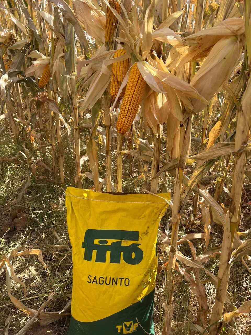 🌽 بذور الذرة الهجين: الإنتاجية القصوى 🌽
​للمزارعين الباحثين عن التميز وأعلى عوائد المحصول، نقدم لكم بذور الذرة التركية المطورة (جيل أول) من أصناف ALFURAT و SAGUNTO:
​🌽 الوزن المثالي للعرنوس: تمتاز هذه الهجن بإنتاج عرانيس ثقيلة الوزن تتراوح بين 350 إلى 500 غرام عند النضوج التام.
​🌽 منشأ تركي عالمي: بذور مستوردة ومسجلة رسمياً لدى وزارة الزراعة التركية كجيل أول (Certified Seed 1st Generation) لضمان أعلى كفاءة وراثية.
​🌽 مواصفات الأصناف: نوفر صنف ALFURAT المتميز وصنف SAGUNTO كما هو موضح في صور المنتج النهائي.
​🌽 وقاية وإنبات مضمون: البذور معالجة بمبيدات فطرية متطورة (Metalaxyl & Fludioxonil) لحماية البادرات في مراحلها الأولى وضمان أعلى نسبة إنبات.
​🌽 كثافة العبوة: يحتوي الكيس الواحد على 50,000 بذرة نقية، معبأة وفق المعايير الدولية ومنظمة الـ OECD لضمان تجانس الحقل وقوة الساق.
​للطلب والاستفسار:
📞 رقم الهاتف: ***********
📱 واتساب: ***********0
