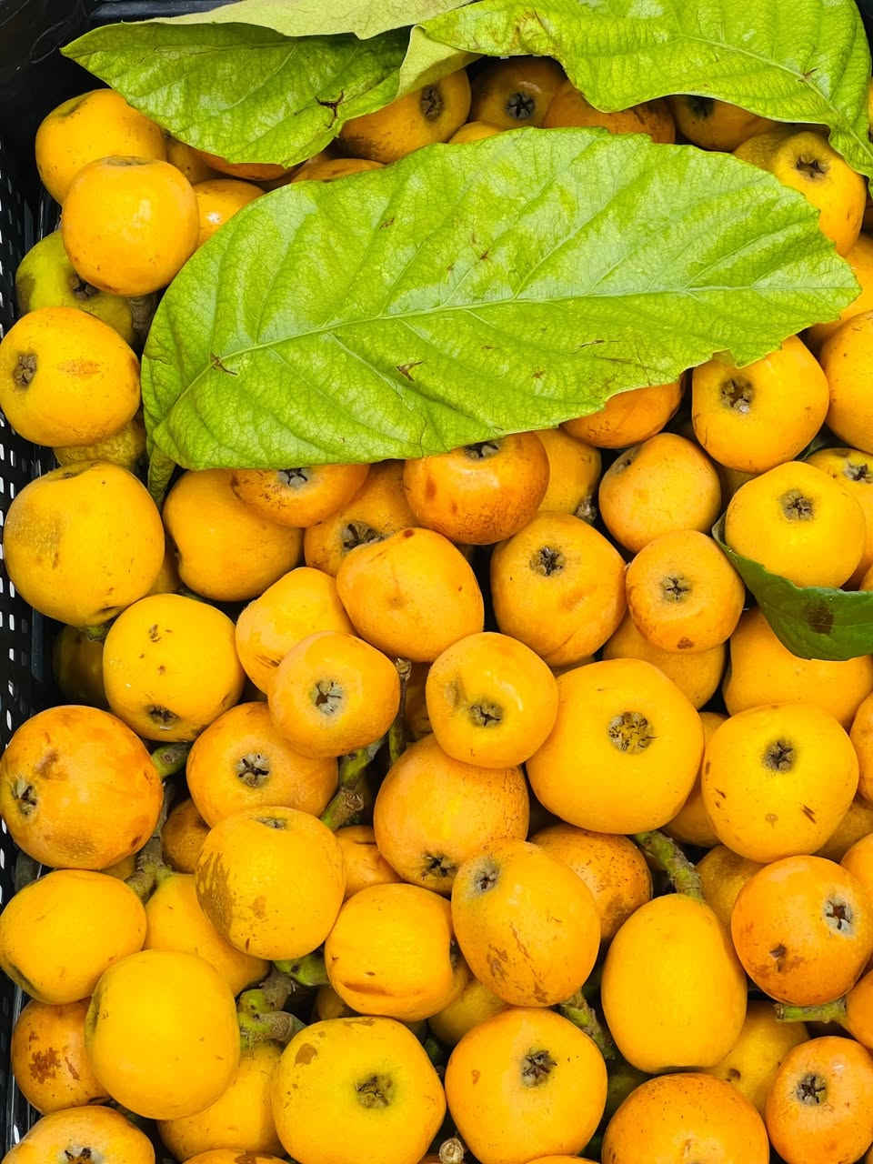 🟢🌿 بفضل الله توفّر المسواك الجديد 🌿🟢
📦 خدمة توصيل + بيع مباشر
🗓 الأسعار ليوم الخميس  . 21/ 5 / 2026

🟠🧅 خضروات

🟡 بصل أصفر: 750 
⚪ بصل أبيض كرستال: 750
🩸 بصل احمر 1000
🍆باذنجان عراقي 1000
🍅طماطة معلقة  1000
🥒 خيار عراقي 1000
🥔 بطاطا ربيعية  أولى: 1000

    جزر كيس 1500

    بصل اخضر ورك 2000
🥬 خس ايراني 1500

🥬 لهانة بيضة: 1000
🥬 لهانة حمرة: 1000
🥦 قرنابيط 1500

🥔 شونذر 1500

🫑 فلفل اخضر بارد 1000
🌶️فلفل حار 2000

🥒 طرح ناعم 1500

باقلاء خضرة عودان 1000
 فاصوليا خضرة 3000
🫛 باميا   تازة كيلو 5000

🔴🍉 فواكه

🍉ركي ااحمر ك 750
🍉🍉 بطيخ عسلي  1000

🍌 موز : 2500

♥️ رمان افريقي   7000
🍐 عرموط افريقي 3000

🍏 سفرجل: 5000
🥑 افكادو 9000

🍋ليمون اصفر افريقي 4000

🍊 برتقال مصري 1500
🍊 لالنكي مصري 2000

🍊 سندي اصفر 2000
     سندي احمر 2000

🍎 تفاح
🔴 تفاح أحمر: 1500
🟡 تفاح أصفر: 1500
🍯 تفاح سكري: 3000🇮🇹
 تفاح إيطالي أحمر 2500
/تفاح  أصفر امريكي : 2500

🟣🍓 فواكه مميزة

🍑 مشمش ايراني عسلي 3000
🍑 مشمش عراقي كربلاء 5000
🍑خوخ صوفي 2500
🍑 خوخ مسكي 2000
🍑 خوخ كعكي 4000
🍑 لنك الدنيا 4000

🍑 الو احمر 5000
🫒 تفاح ازغار عجم 1500

🍇عنب اخضر بدون نوى 5000
🍇 عنب احمر بدون نوى 4000
🍇عنب اسود عسلي 5000

🍑 خوخ صوفي 2500
🍑 خوخ مسكي 2000
🍑 خوخ كعكي 4000

🫐 كوجة خضرة خشنة   6000
🍓 فراولة علبة 3000

 🥭 منكا يمنية 6000
🥝 كيوي مزدوج: 2000
🍐عرموط افريقي 3000

🟤🌴 تمر ومشتقاته

🌴 تمر قطع ثواب كيلو 6000
🌴 تمر بلكة مجبوس: 4000
🌴 تمر بدون نوى: 1250
🌴 تمر شويثي درجة أولى: 3000
🌴 تمر شويثي كيس 5 كغم: 15000
🌴 عجينة تمر: 1250
🌴 تمر بالسمسم علبة: 1500
🌴 تمر الحرمين: 1250
🌴 تمر نبوت سيف سعودي: 3500
🌴 تمر مكتوم سعودي: 3500

🔴🥩 لحوم ودواجن

🥩 لحم عجل: 13000
🥩 لحم عجل شرح: 15000
🍖 لحم مثروم: 14000

🐓 دجاج حي كبار مع الذبح والتنظيف: 8500
🍗 أفخاذ / صدر / أجنحة (ذبح): 6000
🧠 كبد مع حواصل: 5000
🍗 رجلين دجاج: 1500
🐔 راس دجاج: 1000

🔵🐟 أسماك
🐟 سمك سمتي عدل: 6000

🟡🥫 مواد غذائية ومنوعات
🌽 ذرة صفرة جاهزة: 1500
🌽 ذرة عراقية كيلو ب 1500
🍄 فطر علبة: 2500
🫚 زنجبيل: 8000

🟢 دبس ورُاشي
دبس الشمس:  1500 / 3500
دبس رمان أحمر / أسود: 3000
راشي الشهباء: 2500 / 5000

🥒 طرشي وزيتون
طرشي مصلاوي مدبس / حامض كيلو: 4000
نص كيلو: 2000
خيار مخلل إسباني علبة: 3000
زيتون أسود / أخضر: 2000

🧄 إضافات

باقلاء مفلسة وجهين كيس 2500
فنكر بطاطا وزن كيلو 3000
ذرة حلوة مجمدة كيس 2000

حب الرمان مجمد كيس 6000
توت ازرق مجمد كيس 6000
توت احمر العليق كيس 6000

فراولة مجمدة وزن كيلو ب 5000
فراولة مجمدة وزن 400 غم 2500

ثوم وزن درجة أولى كيلو: 5000
ثوم شريط: 1000

تمن عنبر خضراوي: 3000
تمن جوكر كيلو: 2500
زيت بطل 3000
معجون رينو صغير: 1500
بزاليا علبة: 1000
بهارات قصر التوابل بانواعها : 1000

🌿 خضرة
🌱  (كرفس، ،، ) 10 بـ 1000
   🌿 ريحان 6 ب 1000
🌿 شبنت 5 بـ 1000
🌿 سلك 6 بـ 1000

📞 للحجز:
📲 *********** (اتصال / واتساب / تلكرام)
❗ لا يوجد لدينا فرع آخر
#اتسوكلي_فرع_الشطرة #توصيل #خضروات #فواكه #عروض_اليوم
